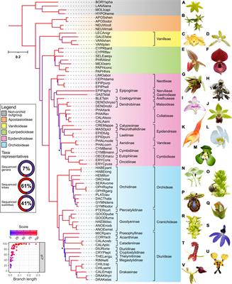 Orchid Phylotranscriptomics: The Prospects of Repurposing Multi-Tissue Transcriptomes for Phylogenetic Analysis and Beyond